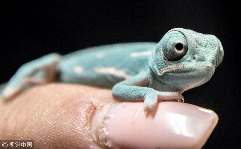 英国变色龙宝宝破蛋而出  只有指尖大小袖珍可爱