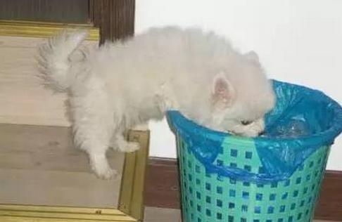 狗狗翻垃圾桶的5大原因,你不一定清楚!