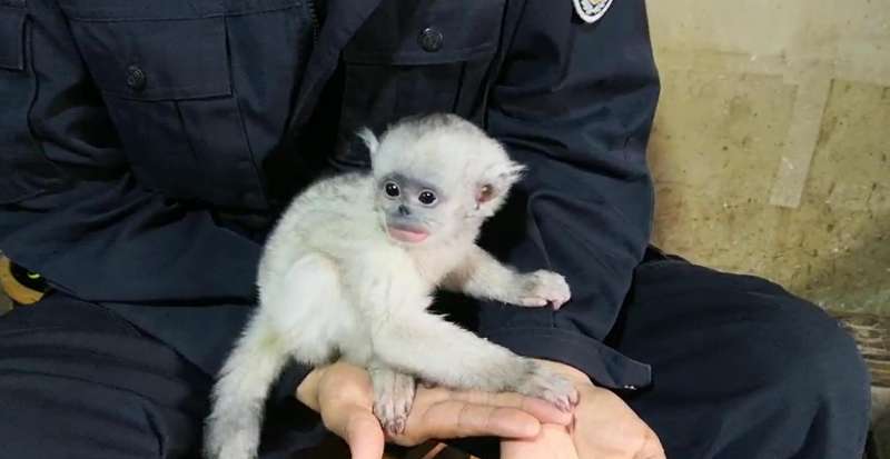 猴生赢家!落单小萌猴住警局各种求抱抱,民警喂食把尿宠上天,大自然,呆萌,好看视频