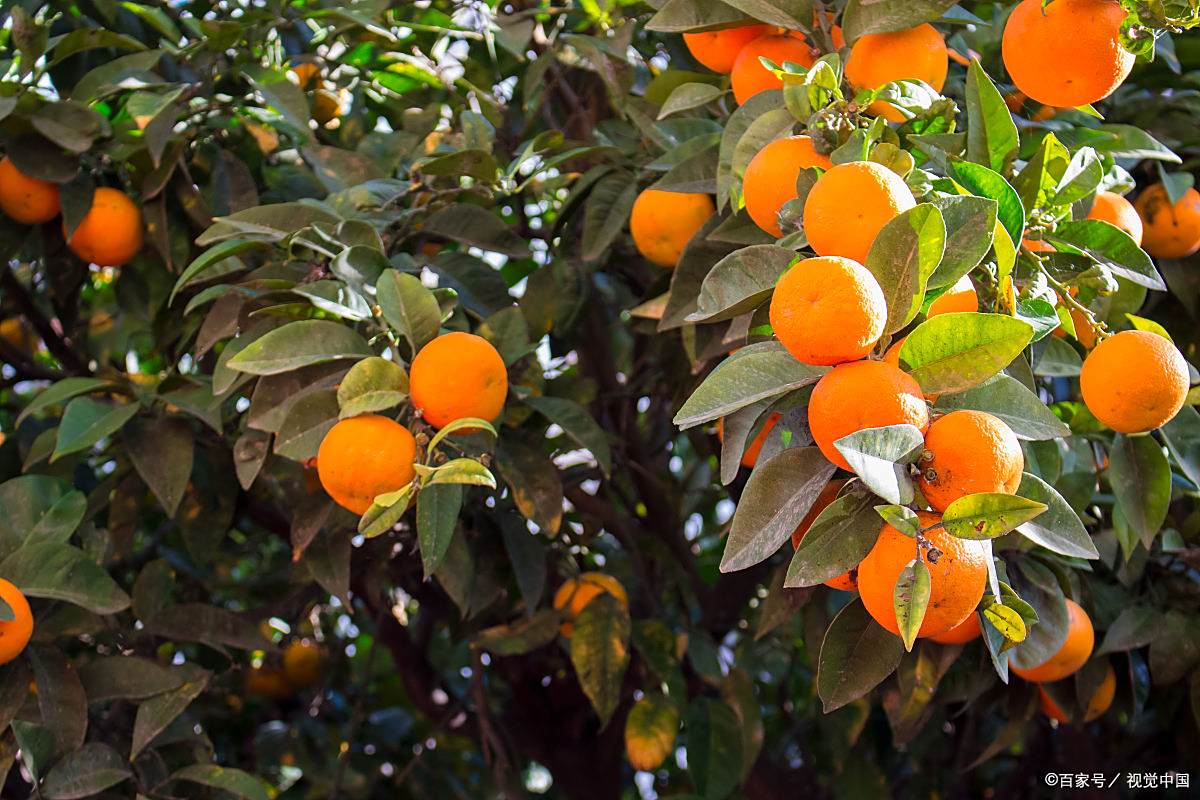 在中国传统文化中,福橘象征着吉祥,幸福和丰收