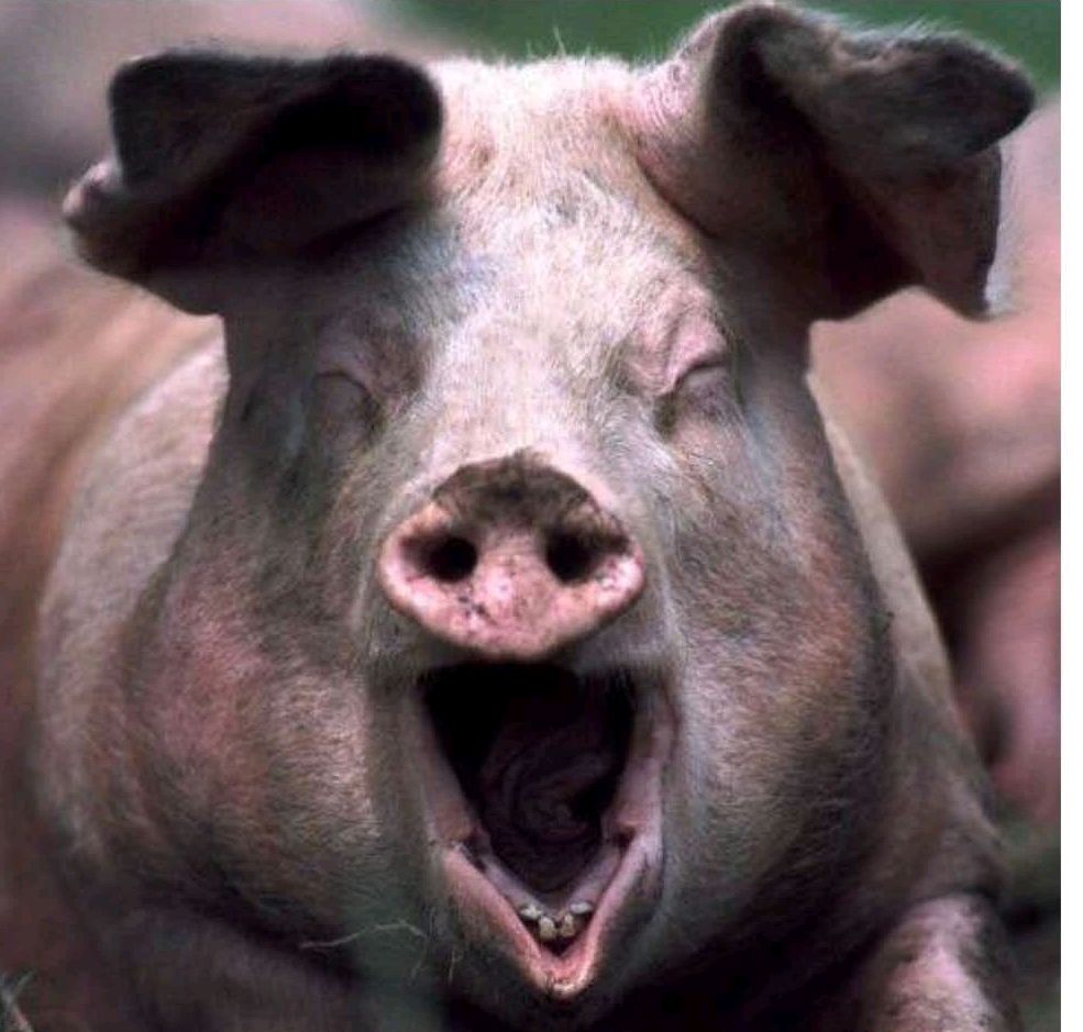 柏文喜:评"正解局"之《猪肉保卫战与中国粮食安全》奇文