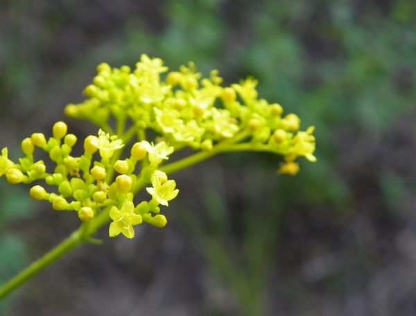 苦叶菜又名败酱,俗称胭脂麻,做成日常生活中的家常菜,风味独特