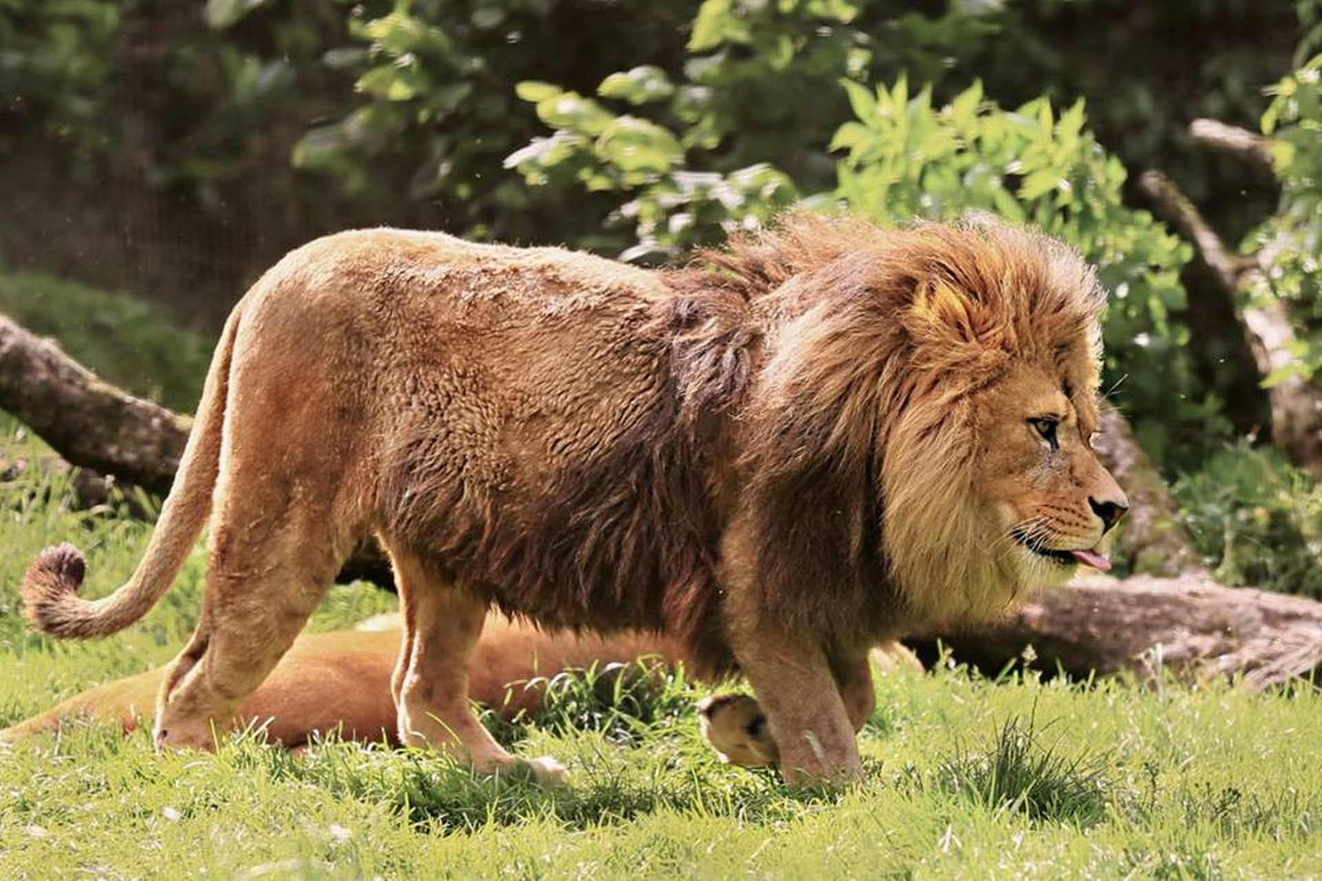 巴巴里狮子雄性体长2.35-2.8米,是狮子中的第二大亚种