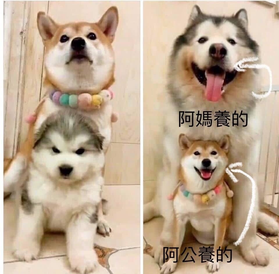 柴犬骑着阿拉斯加雪耗犬合照超拉风,一年后形势大逆转!