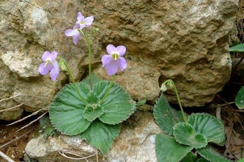 上海植物园工作人员前往广西考察采集到著名复苏植物旋蒴苣苔