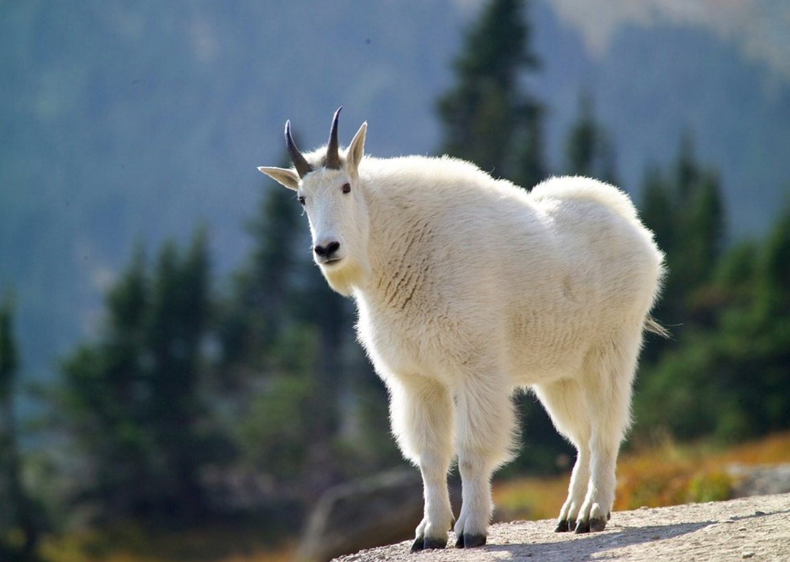 50羊 - 2020年最新商品信息聚合专区 - 百度爱采购