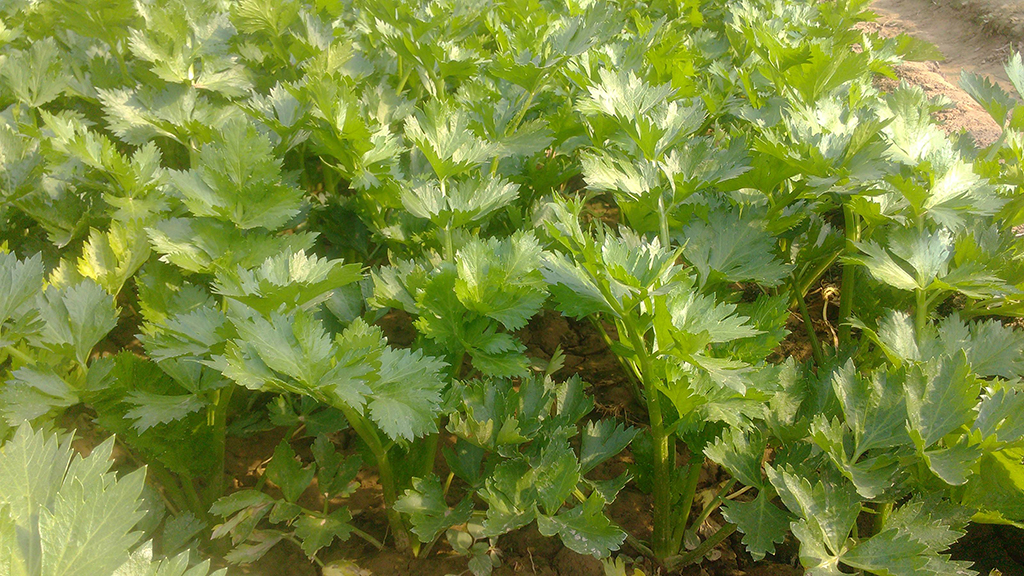 好吃又富有营养的芹菜,应该这样栽培,值得一看