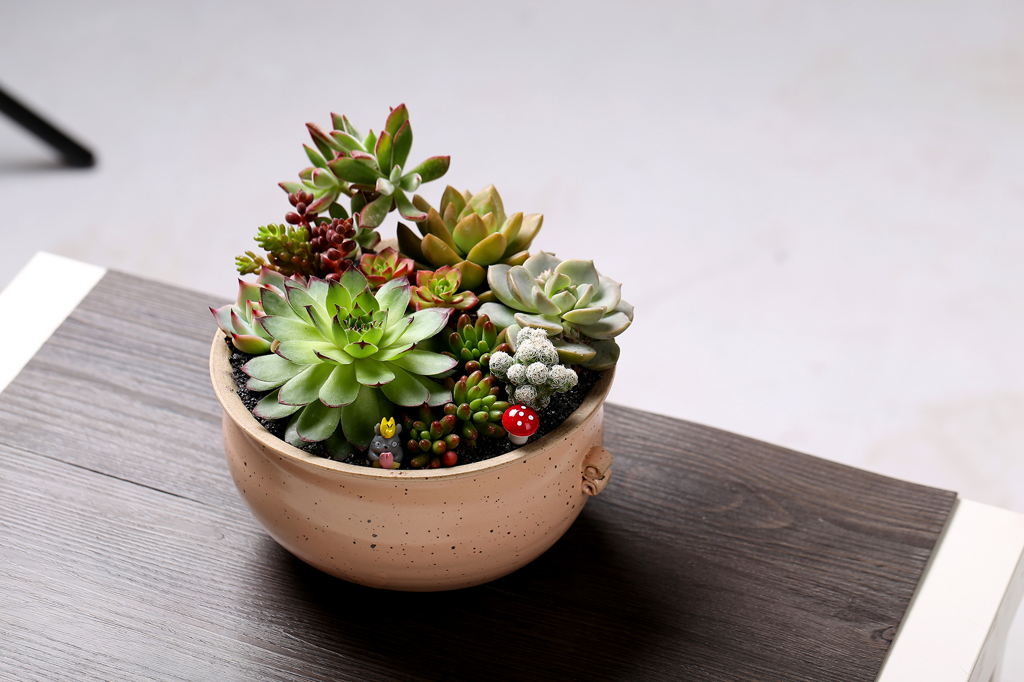 多肉浇水的小窍门,现在知道还不晚!