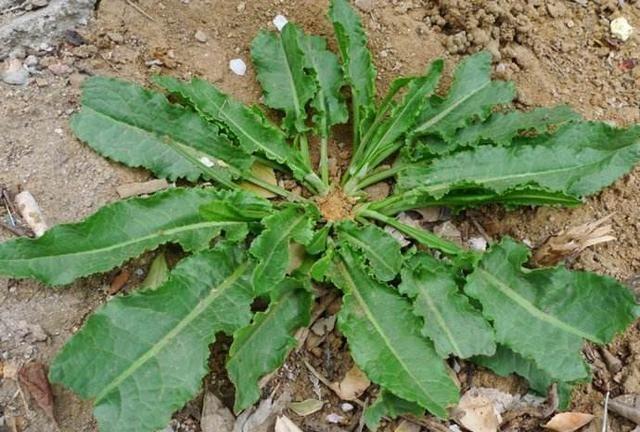 野菠菜根怎么吃图片