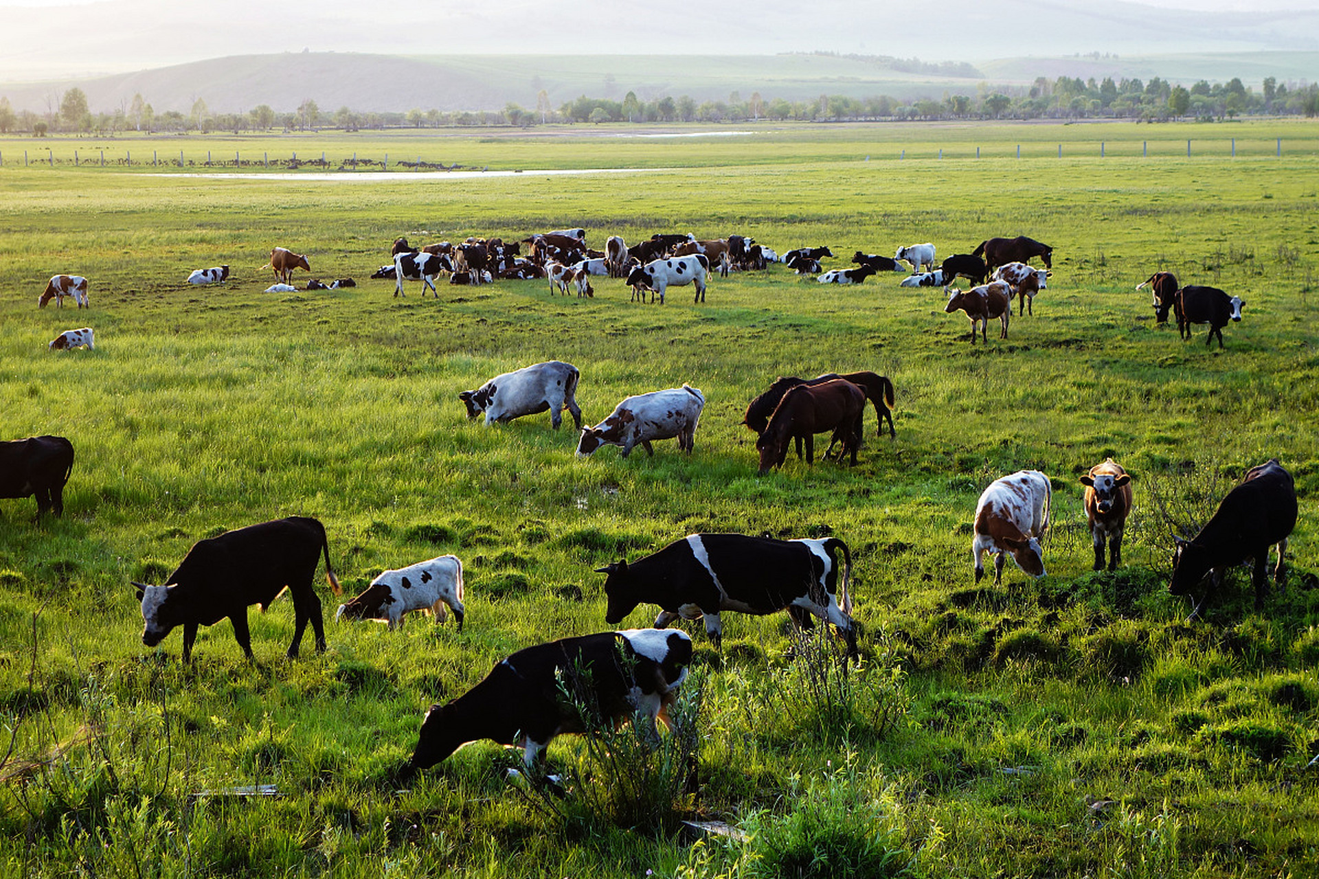 自幼未曾接触过如此庞大的牛群,也从未想过,有一天我会成为一个牧人.
