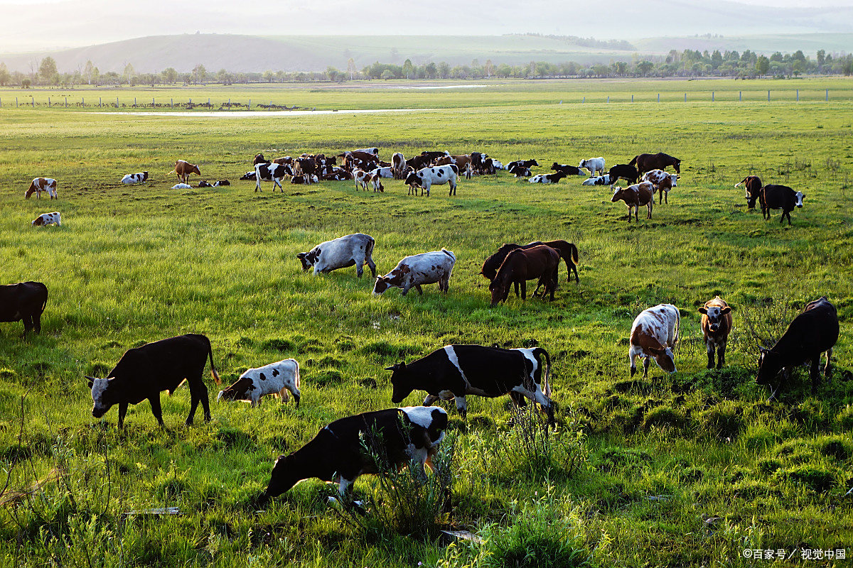 毅然辞去工作,回到故乡养起了牛群