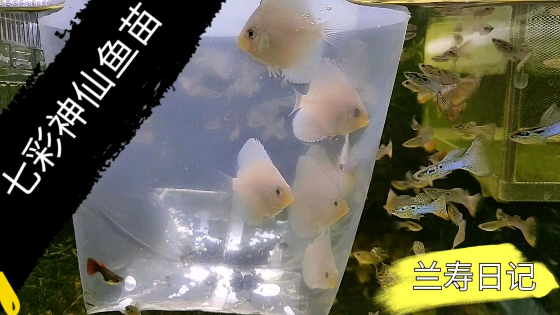 买了几条七彩神仙鱼苗 真是太好看了 真不愧热带鱼之王