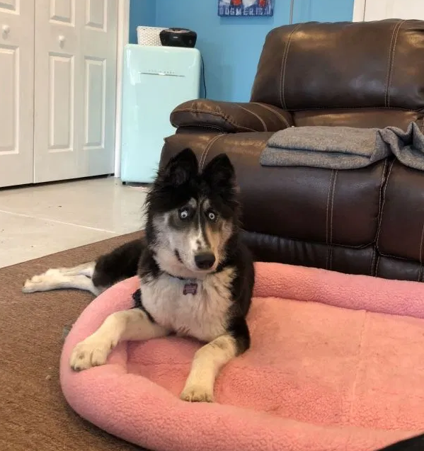 美国斗鸡眼哈士奇在线求收养 因长相怪异被主人抛弃