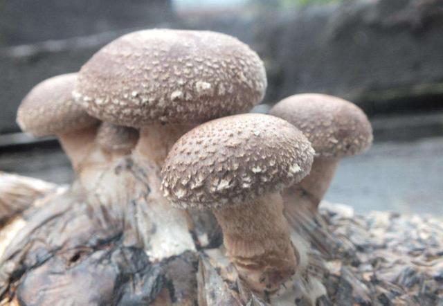 市场买了根"菌棒",没几天长出鲜嫩蘑菇,营养价值高口感又好