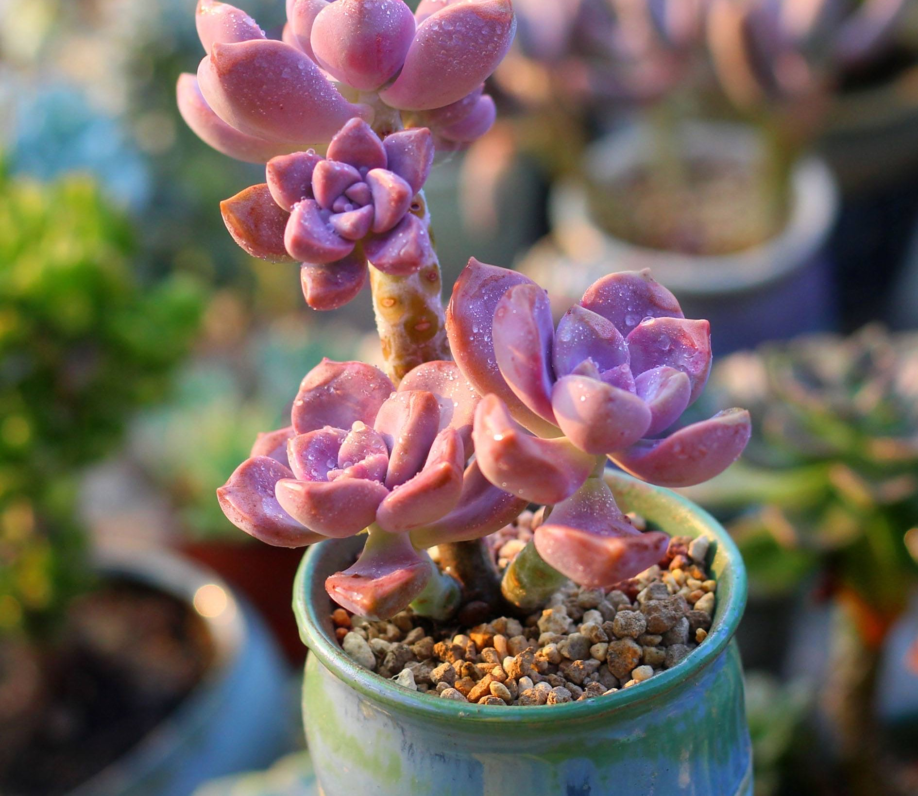 一种紫色"多肉",5个养护小技巧,叶片肥,长成群生的漂亮老桩