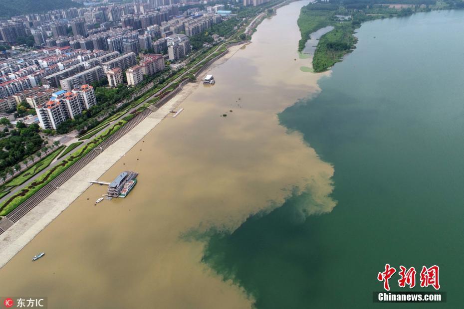 湖北襄阳暴雨过后汉江涨洪水 半边青半边黄