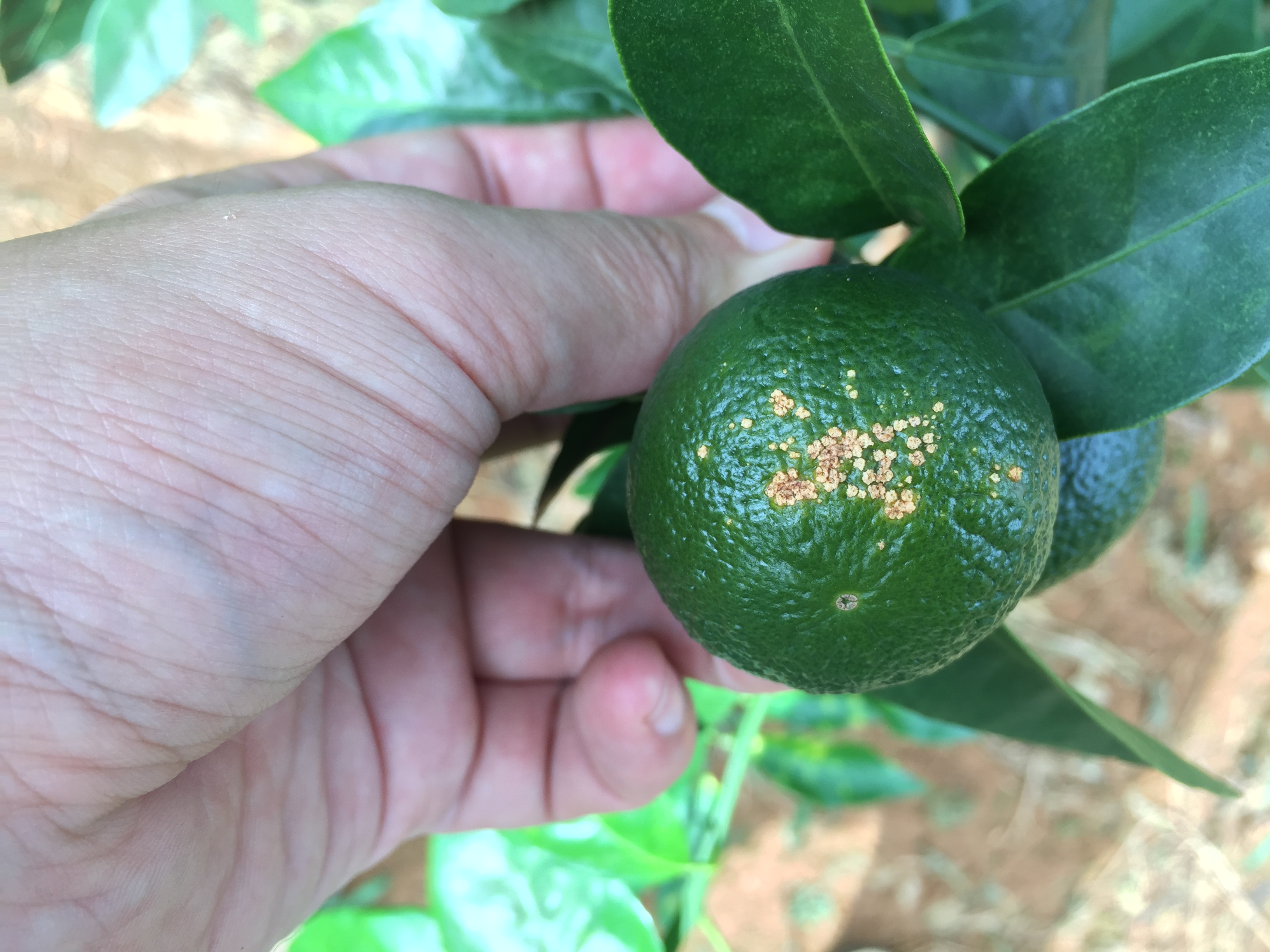 原创:实地拍摄15张经典柑橘溃疡病高清图片,可免费拿走