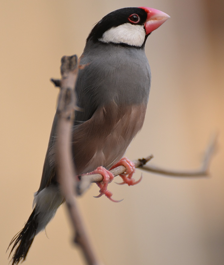 灰文鸟羽色与嘴,眼,腿配全恰到好处
