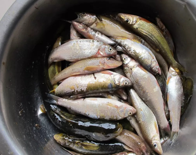 船丁鱼是一种在我们中国南北沿海地区都有广泛分布的鱼类,这种鱼一般