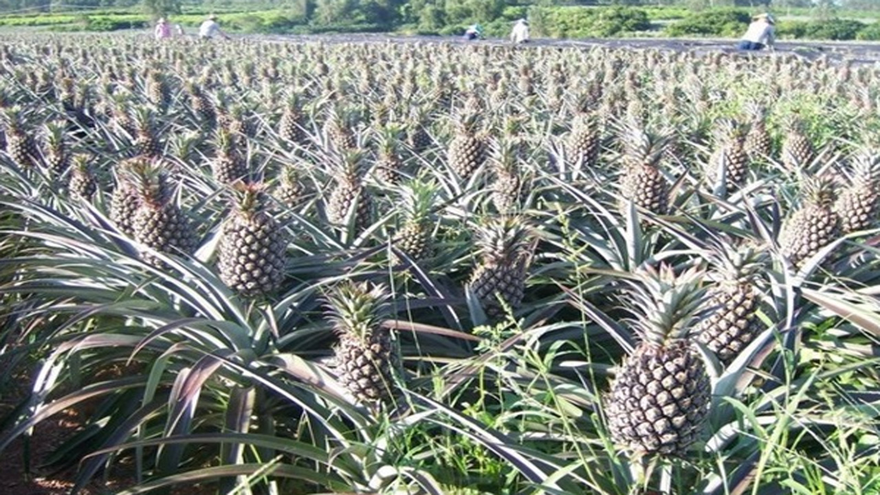 要是想种植菠萝的话,那就要注意这些地方,农户们应该了解一下