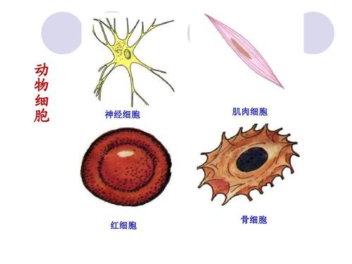 细胞核卡通图片