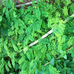 农村生长的野菜,其实是一种中草药,种植方法分享给你