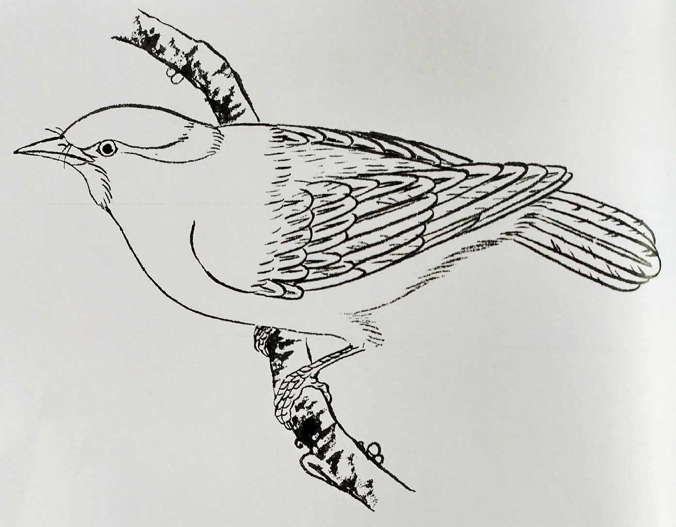 自学工笔禽鸟画:超清晰线稿