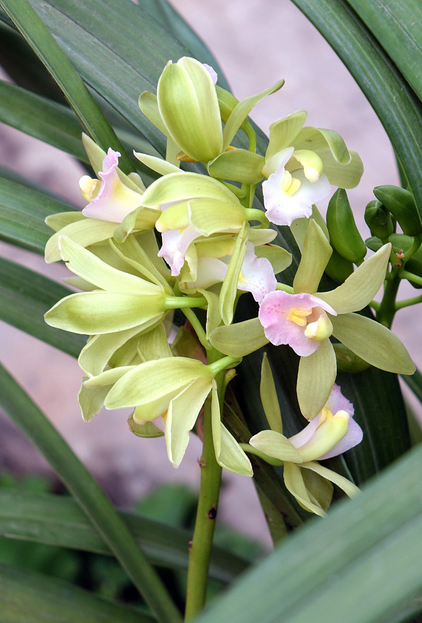 香雪兰几月份栽种最好 香雪兰是一种美丽的花卉,因其独特的花朵形状和