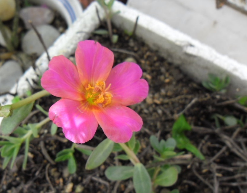 老鼠耳知识科普,这些你可能不知道!