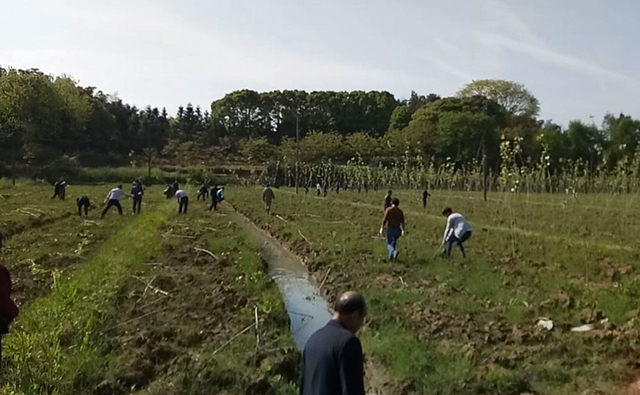 農村種樹有補貼,不過可不是啥樹都補貼,種植前要了解這些