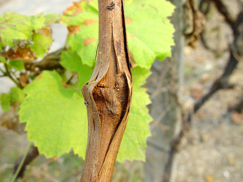 气温变化无常,多雨湿度大!红提葡萄蔓枯病迎来高发期