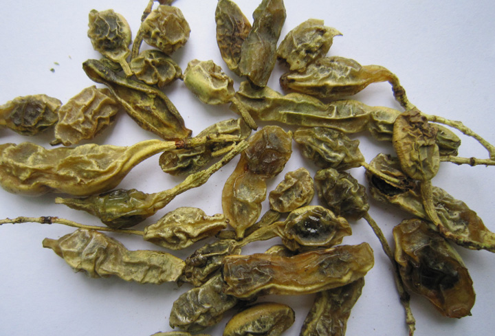 农村常见的国槐树,结的槐角用途真的不小,槐角的作用和功效