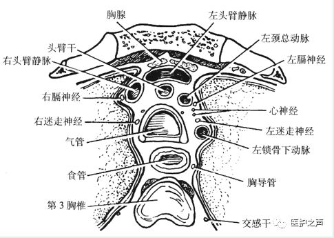 膈的三个裂孔图片