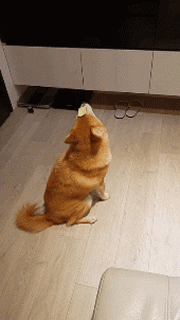 柴犬被主人贴了一张符居然瞬间定格,网友看后纷纷跪求大师要此符.