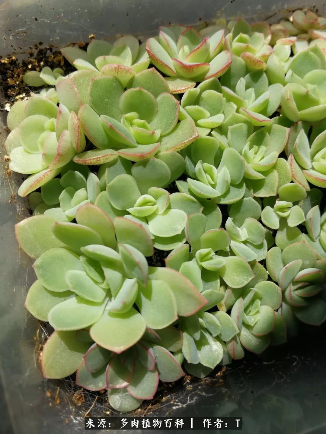 景天类多肉 - 2020年最新商品信息聚合专区 - 百度爱采购