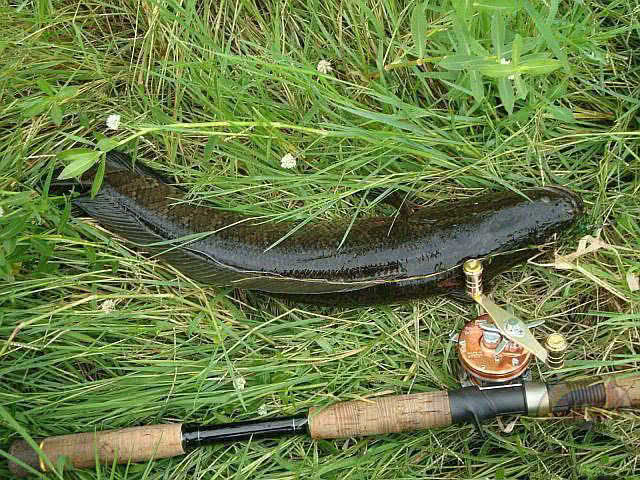 花线- 热门商品专区