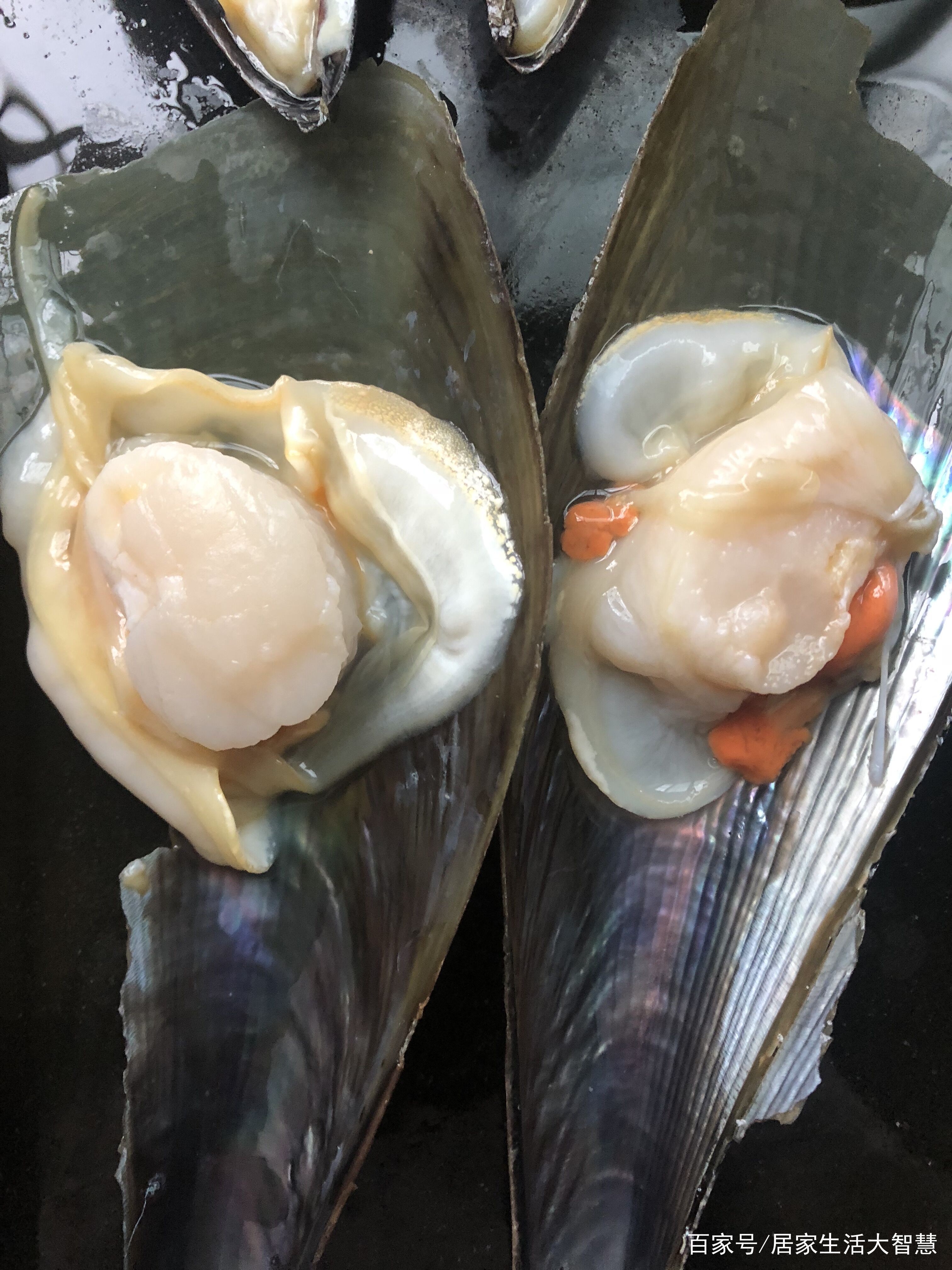 这种比手掌还大的带子螺,到底能不能吃?