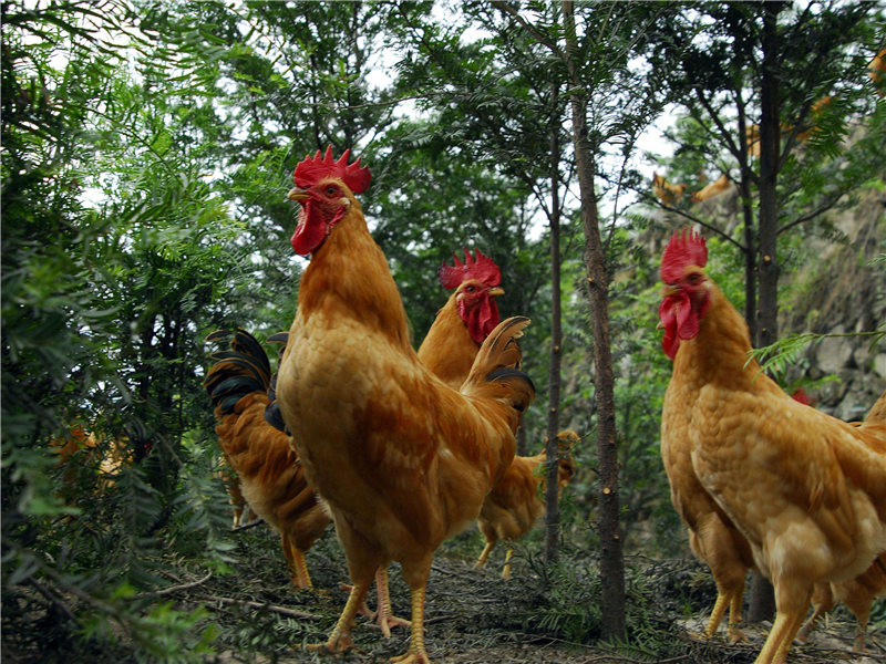 价高味美市场好,阳山鸡的需求高,中期养殖很关键