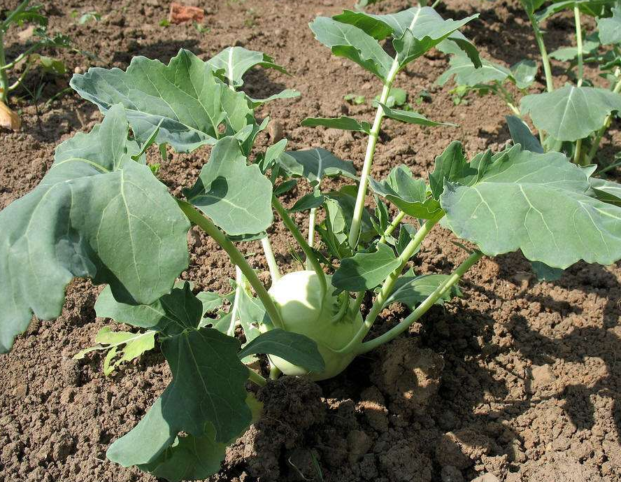 苤蓝营养价值高,种植它们有讲究,了解苤蓝的种植技术!