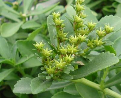 食用救心草有宁心平肝,安神补血的作用,除了治疗心脏病和高血压,还有