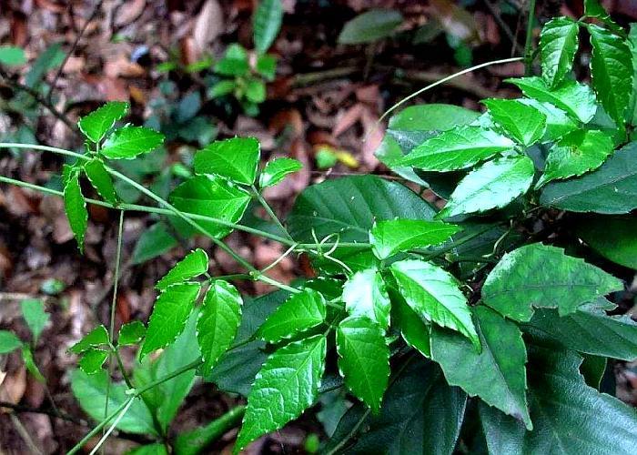 只有三片叶子的野草,它的根部是块宝,还是一味珍贵药材