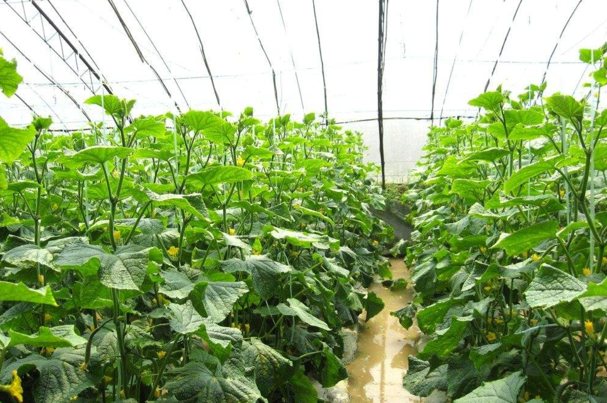 温室大棚黄瓜管理技术 - 2020年最新商品信息聚合专区 - 百度爱采购