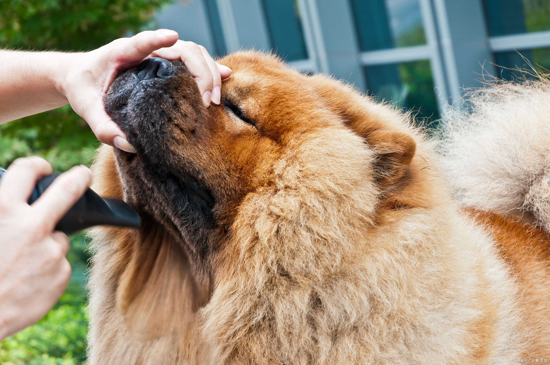 松狮犬为什么禁养,松狮犬的十大优缺点