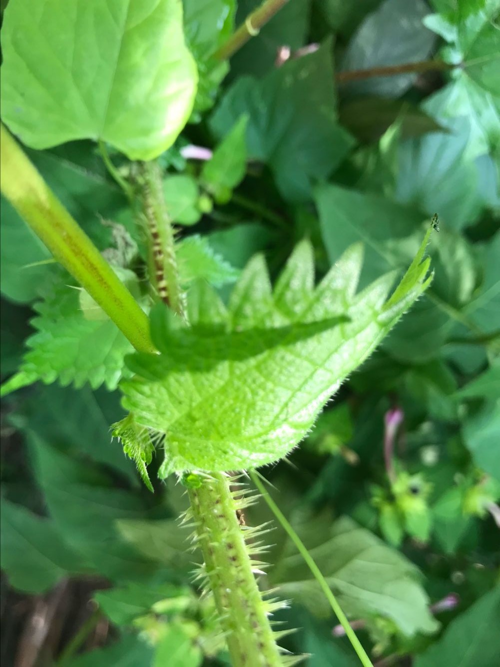 这草药,既可治风湿痛,又可治湿疹荨麻疹!药用范围非常广