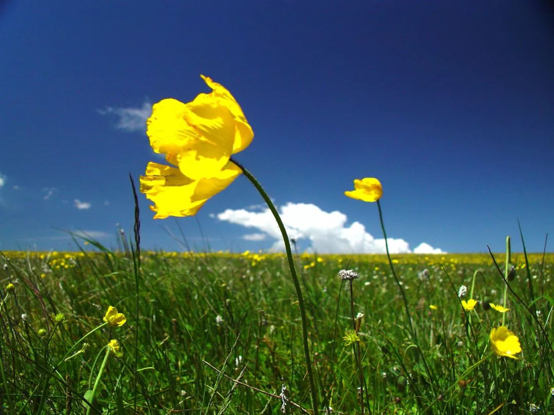 踏青拍照的大神级技巧,让你的春天更美丽!