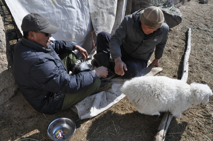 走骟后续|四川达州有个女骟匠,工作20多年,女人当骟匠破了天荒