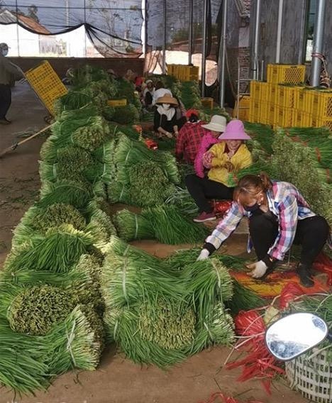 深晚报道|深大学生忙活16个小时连夜收割18吨韭菜送往疫情发生地