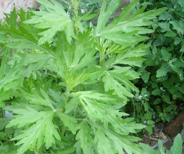 植物小百科:关于单穗束尾草你不得不知道的知识!