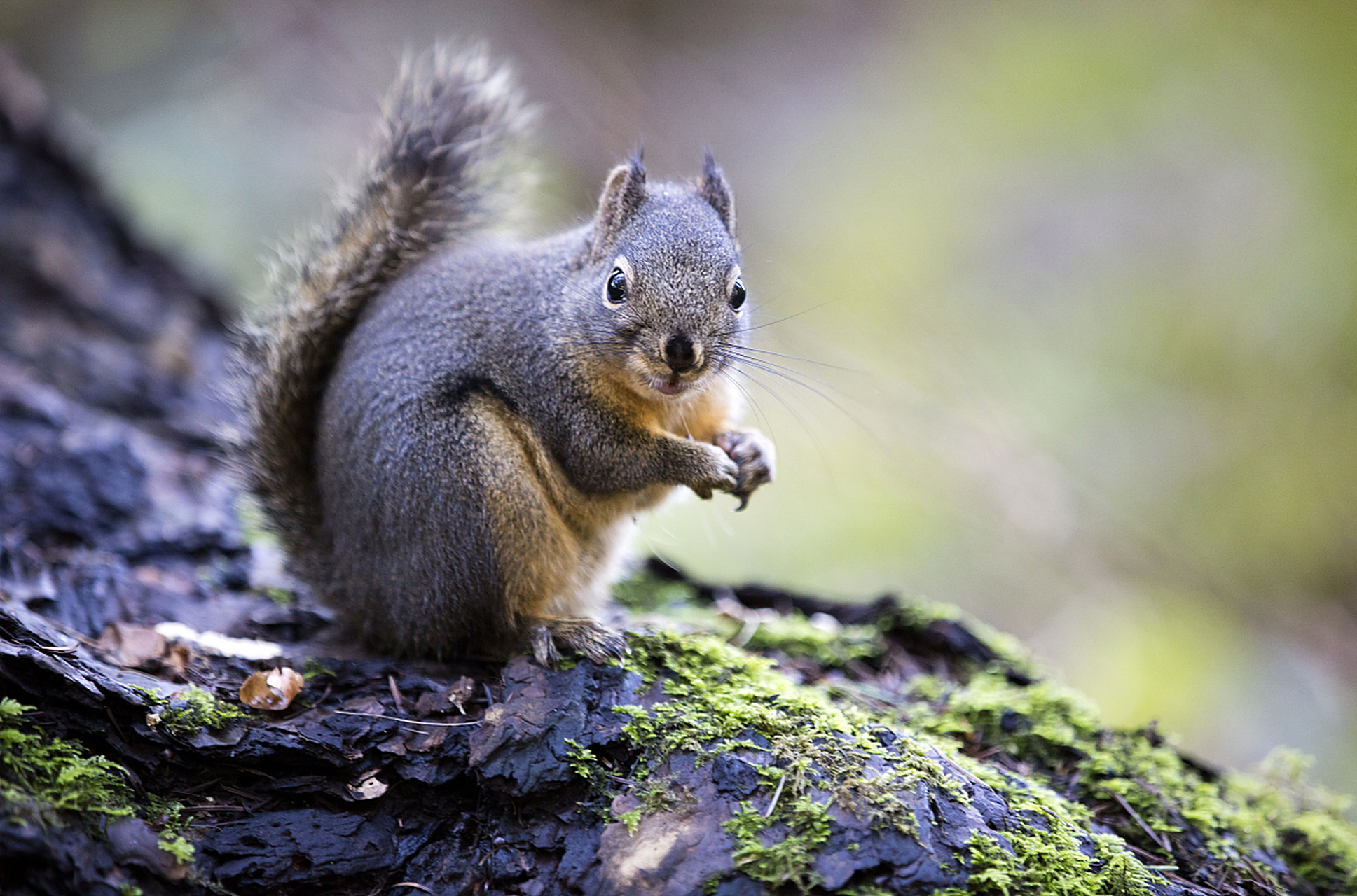 松鼠是啮齿目松鼠科松鼠属的哺乳动物.