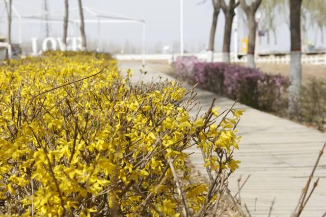 繁花似錦 不負流年:在這個春日與你相遇金沙島